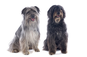 Pyrenean sheepdogs