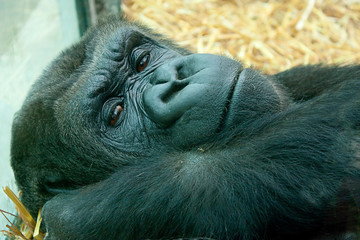 resting female gorilla 2534