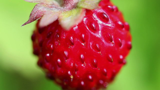 Frucht der Wald-Erdbeere - Fragaria vesca