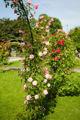 Rosenbögen im Park