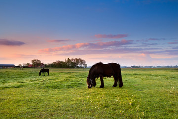 Fototapeta na wymiar black horses on pasture at sunrise