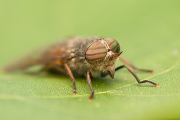 Fly