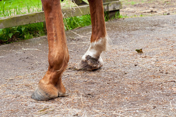 Injured horse