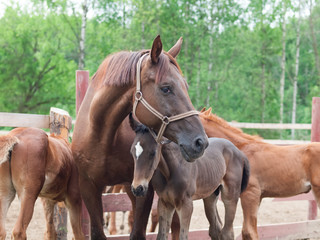 Obraz premium three little foals with mom. cloudy morning