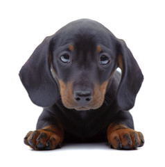 Portrait of puppy of Dachshund