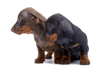 Portrait of two puppies of Dachshund
