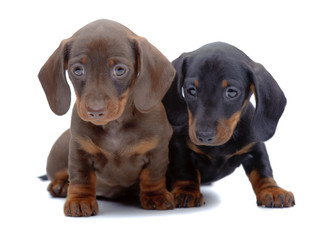 Portrait of two puppies of Dachshund