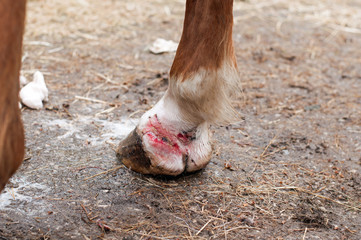 Clean wound that is ready for treatment