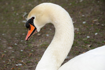 Obraz premium Closeup of a white swan