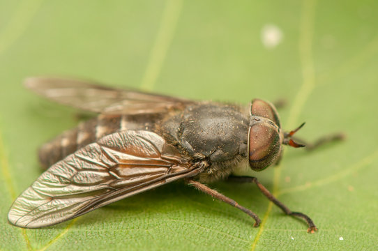 Fly