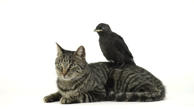Western Jackdaw standing on a cat lying