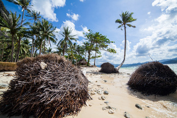 Abandoned palm beach