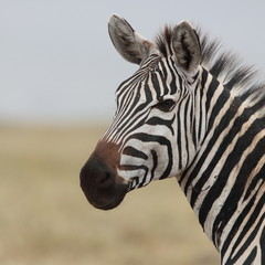 Portrait of a wild zebra