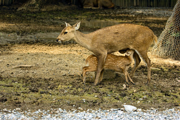 Brow antlered deer feed its child