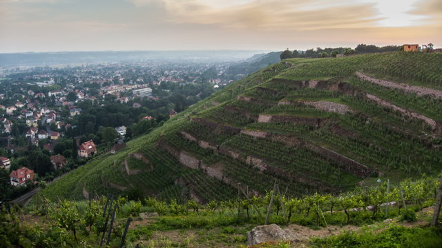 sunset over the vineyards Timelapse