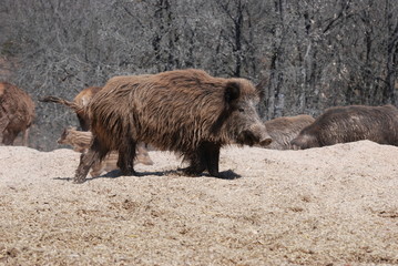 sanglier