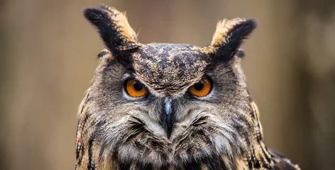 Foto op Aluminium Eurasian Eagle Owl © garytog