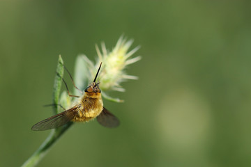 Bee fly on grass. Macro