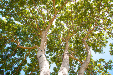 Fototapeta premium Under the shade of a tree.