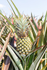 Pineapple Plantation.