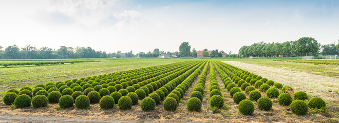 Panoramic photograph of a boxwood nursery in the Netherlands - obrazy, fototapety, plakaty