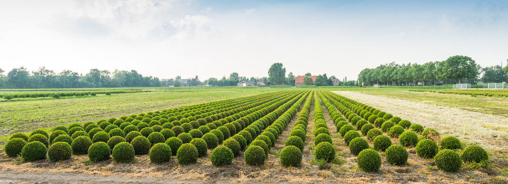 Panoramic photograph of a boxwood nursery in the Netherlands