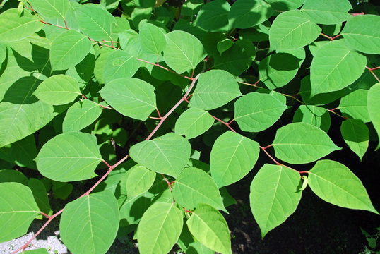 25+ Picture Of Japanese Knotweed Plants