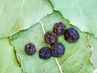 bay leaves and black peppercorn