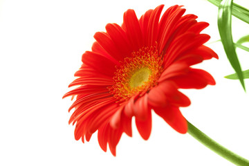 Flower Background. Red Gerbera Flower .