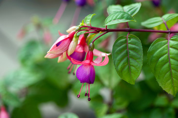 Fuchsia flower