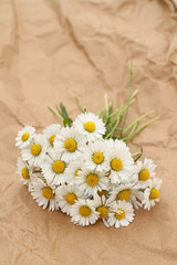 Gänseblümchen
