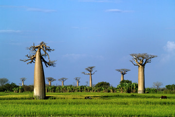 baobabs tree