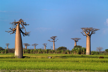 baobabs tree