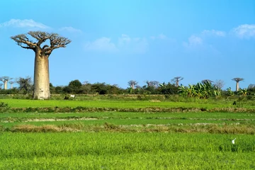 Fotobehang baobabs tree © angelo lano