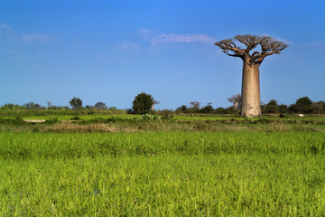 Fototapeta na wymiar baobabów drzewo