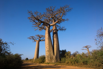 Obraz na płótnie Canvas baobabów drzewo