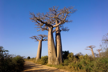 Fototapeta na wymiar baobabów drzewo