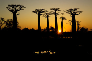 baobab sunset silhouette Madagascar