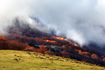 Mountain trees with fog and light in autumn