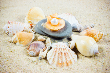 The exotic sea shell . treasure from the sea.