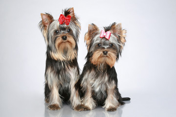 Yorkshire terrier puppies on grey background