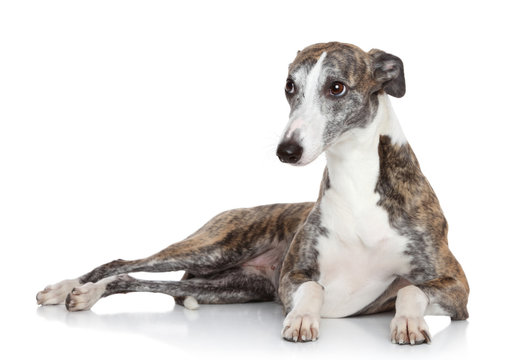 Fototapeta Whippet lying in front of white background