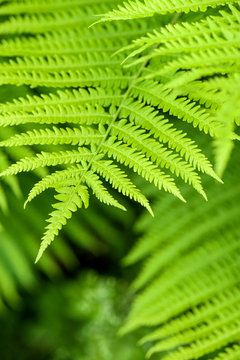Fresh green fern leaves nature background