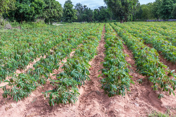 Cassava or manioc plant field in Thailand