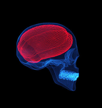 Human brain with skull x-ray  view