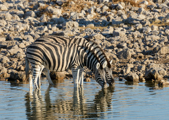 Fototapeta na wymiar Zebra at the waterhole