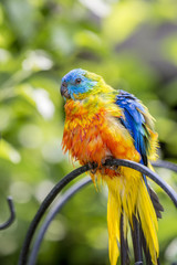 Captive Birds In Avery