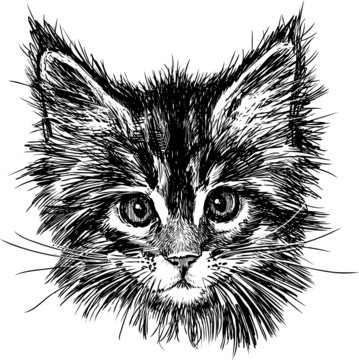 portrait of cat