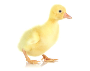 Little duckling isolated on white
