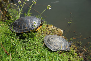 Two turtles near waterside